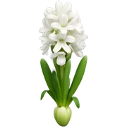 White hyacinths  sticker