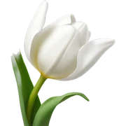 white tulip sticker
