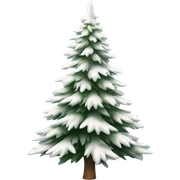  actual white fir christmas tree isolated.  sticker