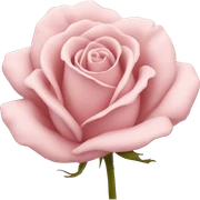 dried Pastel pink Rose  sticker