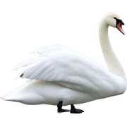 Swan  sticker