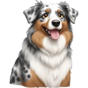 tan grey white spotted Australian shepherd  sticker