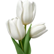 White tulips sticker