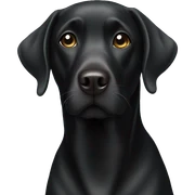 black labrador  sticker