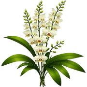 super big bouquet Dendrobium Orchid, stem, leaf sticker