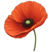 poppy sticker