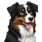Black tri Australian shepherd dog sticker