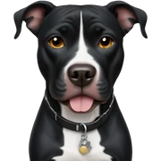 Black Pitbull  sticker