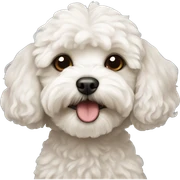 maltipoo sticker