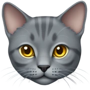 Full body chartreux cat sticker