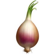 shallot sticker