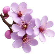 Cherry blossom in purple  sticker