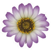 Blumenstrauß sticker