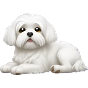 Maltese sleeps sticker