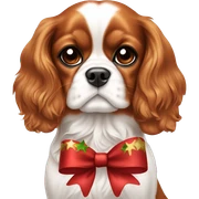 Cavalier King Charles wearing a Christmas bow  sticker