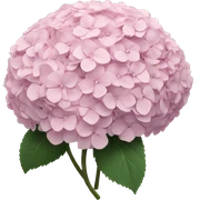 Hydrangeas pastel pink bouquet sticker