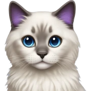 Brunette blue-eyed white girl wearing purple hugging seal colorpoint ragdoll cat sticker