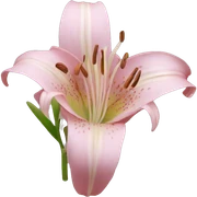 Lily sticker