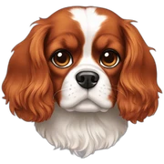 Cavalier king charles sticker