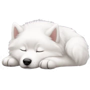 Samoyed sleeping  sticker