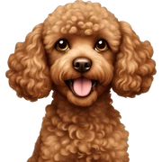 Brown toy poodle sticker