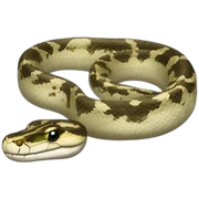 python snake sticker