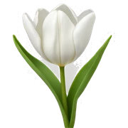 white tulips sticker