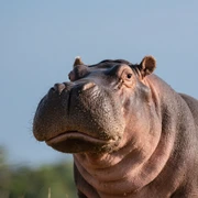 Hippo sticker