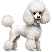 Poodle sticker