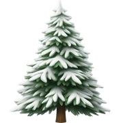  actual white fir christmas tree isolated.  sticker