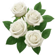 white roses  sticker