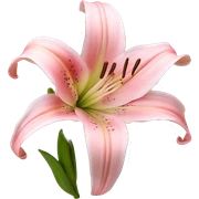 light pink lilium sticker
