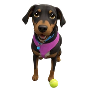 playful dog with tennis ball sticker