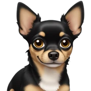 black chihuahua tan ears sticker