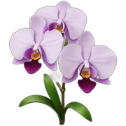 Orchid sticker