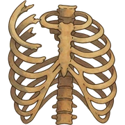 ghibli style broken ribcage sticker
