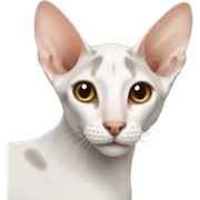 The Oriental Shorthair sticker