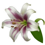 Lily  sticker