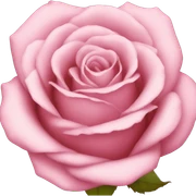 Rose  sticker