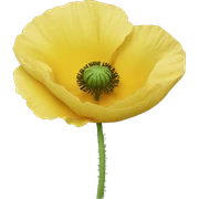 Yellow poppy sticker