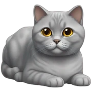 british shorthair cat sticker