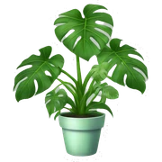 monstera plant  sticker