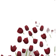 Dark red tulips sticker