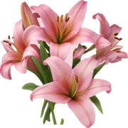 Bouquet pink of lilies sticker