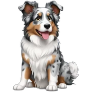 Blue Merle Australian Shepherd sticker