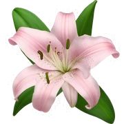 light pink lilium sticker