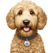 Goldendoodle  sticker