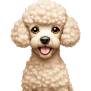 Small cream colored poodle sticker