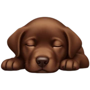 cute sleeping puppie chocolate labrador sticker