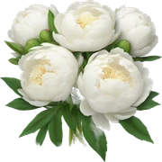 White peonies bouquet  sticker